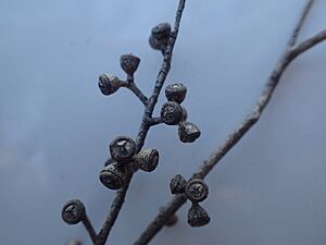 Eucalyptus nicholii fruit