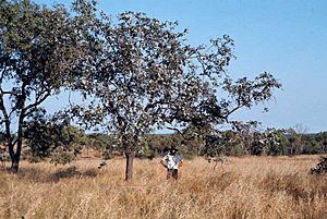 Eucalyptus shirleyi habit.jpg