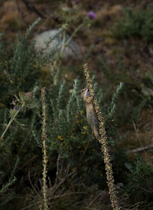 European ground squirrel (Spermophilus citellus) on a denseflower mullein (Verbascum densiflorum)
