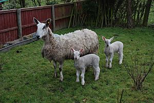 A Bluefaced Leicester ewe and her lambs stand in a garden on green grass.