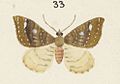 Fig 33 MA I437612 TePapa Plate-XIII-The-butterflies full (cropped)