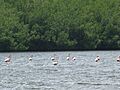 Flamencos, Laguna de Guanaroca, Cuba