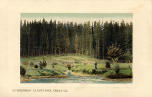 Government Plantation Creswick