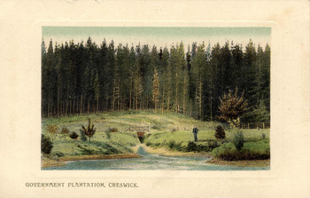Government Plantation Creswick