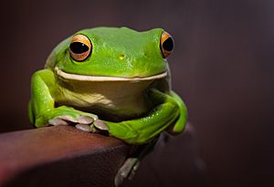White-lipped green tree frog