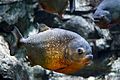 Gregory Moine - Red bellied Piranha (by).jpg