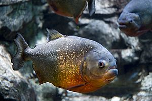 Gregory Moine - Red bellied Piranha (by)