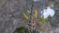 Grey-chested Flatwing (8061684650)