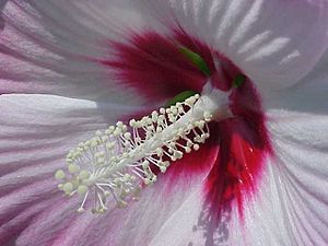 Hibiscus moscheutos3