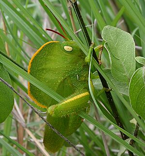 Hooded Grasshopper (Teratodus monticollis) W IMG 0525