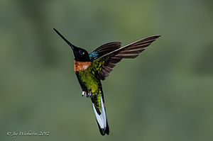 Hummingbird (17275905).jpeg