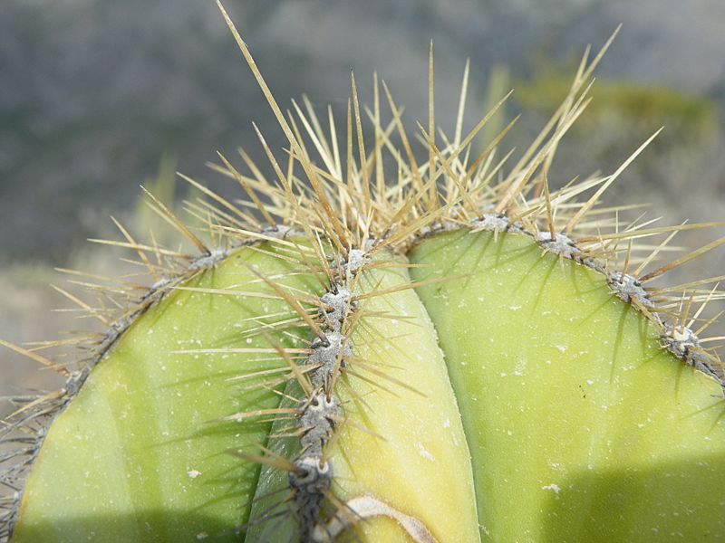 Isolatocereus dumortieri (5739374401)