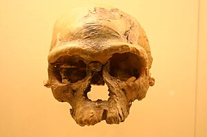 Jebel Irhoud 1. Homo Sapiens