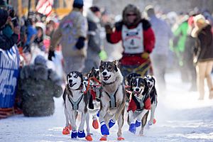 John Beargrease Dogsled Marathon - Two Harbors Minnesota (32708009705)