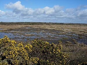 Keyhaven Marshes - geograph.org.uk - 145590