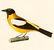 Lanio versicolor 1847