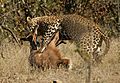 Leopard kill - KNP - 001