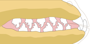 Lobodon carcinophaga teeth