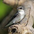 Mangrove swallow (Tachycineta albilinea) immature