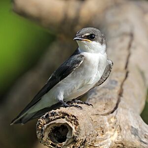 Mangrove swallow (Tachycineta albilinea) immature