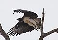Martial eagle (Polemaetus bellicosus) (10902780366)