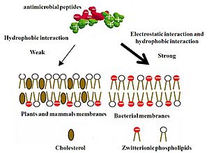 Mechanim of Selectivity of Antimicrobial Peptides