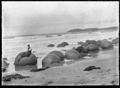 Moeraki boulders, circa 1925. ATLIB 292318