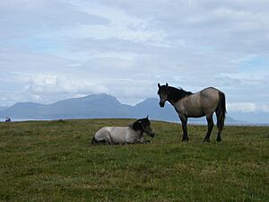 Muck ponies