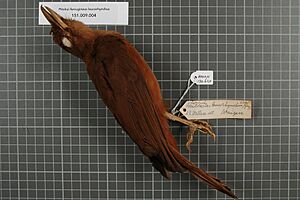 Naturalis Biodiversity Center - RMNH.AVES.130620 1 - Pitohui ferrugineus leucorhynchus (Gray, 1862) - Pachycephalidae - bird skin specimen