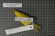 Naturalis Biodiversity Center - RMNH.AVES.92894 2 - Aegithina tiphia aequanimis Bangs, 1922 - Irenidae - bird skin specimen