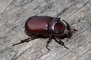 Oryctes nasicornis male 2012 G1