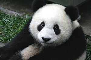 Panda Cub from Wolong, Sichuan, China