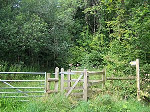 Path Through Harridge Wood (geograph 2587132)