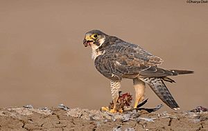 Peregrine falcon with common teal kill