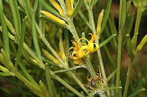 Persoonia curvifolia.jpg