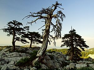Pinus heldreichii Bijela gora above Borovi do