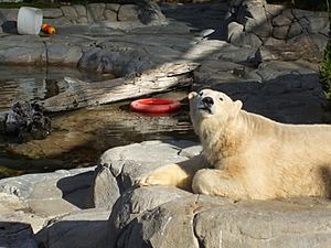 Polar Bear at Sea World