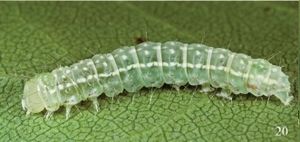 Polygrammate hebraeicum ultimate instar