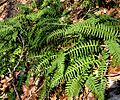 Polypodium virginianum3