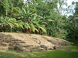 A low stairway rising to the left from a flat grassy area. The top of the stairway is blocked by thick tropical vegetation.