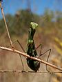 Praying Mantis (Mantis religiosa religiosa) 07