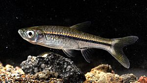 Rasbo argyr 150318-49370 tdp.JPG
