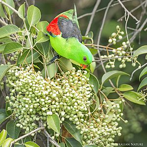 Red-winged Parrot feeding on unknown fruit