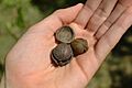 RedHickoryNuts