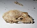 Rhinolophus ferrumequinum skull (2862264921)
