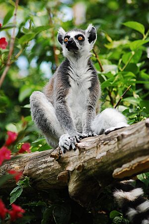 Ring-tailed lemur