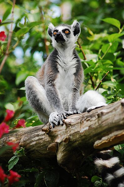 Ring-tailed lemur