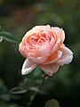 Rose Ambridge Rose バラ アンブリッジローズ (8970057983)