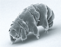 SEM image of Milnesium tardigradum in active state - journal.pone.0045682.g001-2