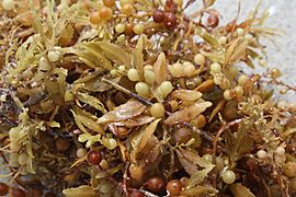 Sargassum on the beach, Cuba